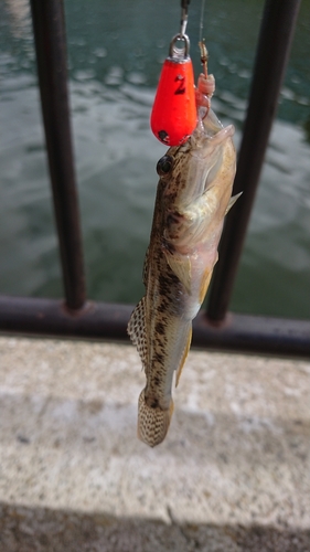 マハゼの釣果