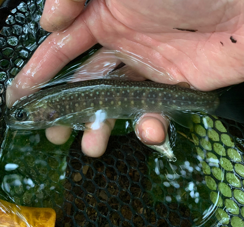 イワナの釣果