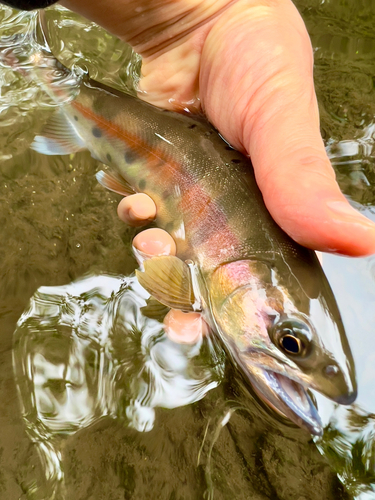 ヤマメの釣果