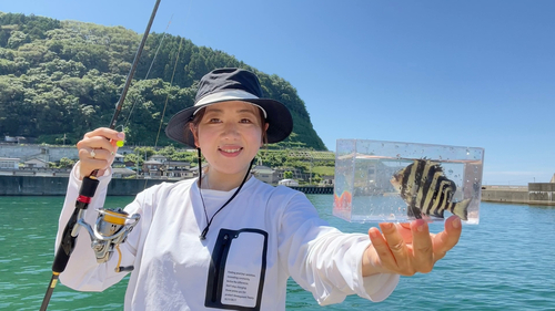 イシダイの釣果