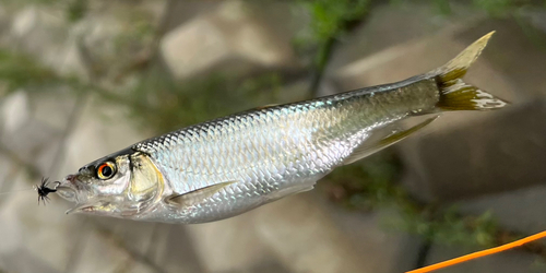 オイカワの釣果