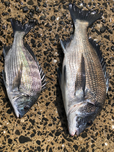 クロダイの釣果