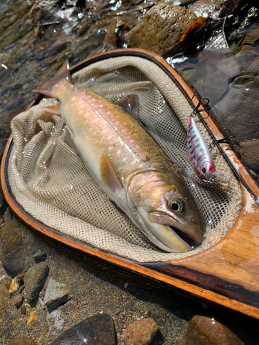 アメマスの釣果