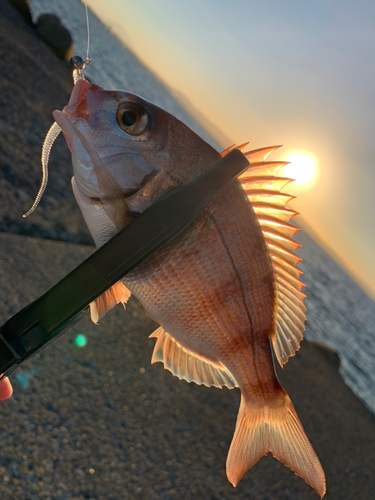 チャリコの釣果