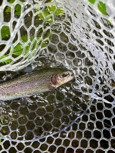 ニジマスの釣果