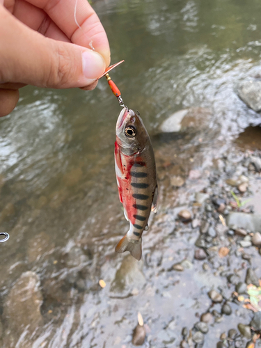 ヤマメの釣果