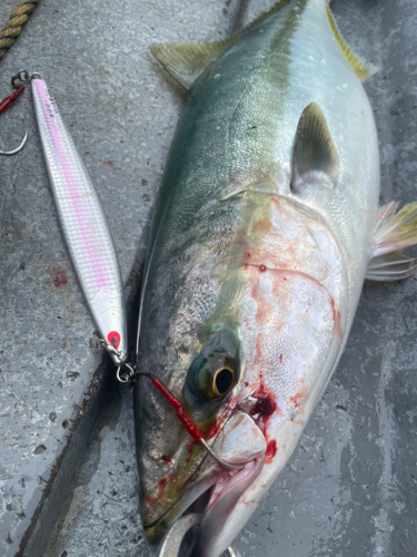 ブリの釣果