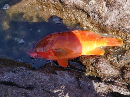 アカハタの釣果