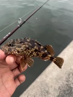 カサゴの釣果