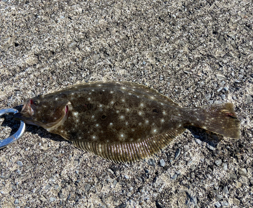 ソゲの釣果