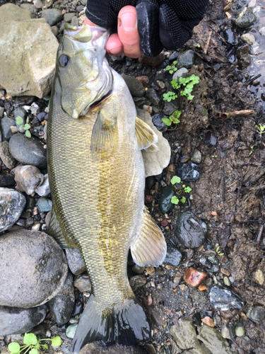 スモールマウスバスの釣果