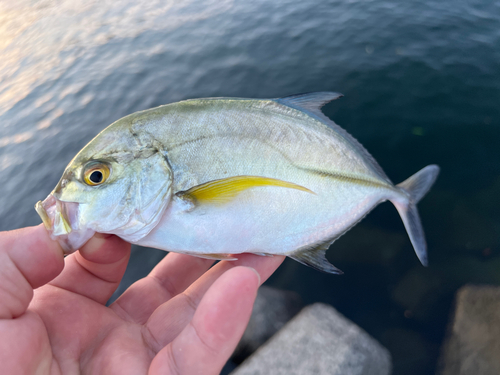 カスミアジの釣果