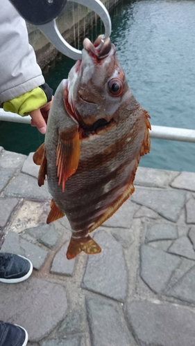 タカノハダイの釣果