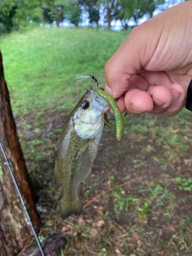 ラージマウスバスの釣果