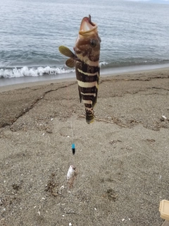 キスの釣果