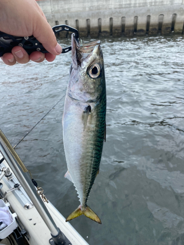 サバの釣果