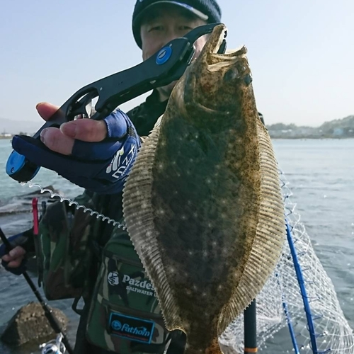 ヒラメの釣果