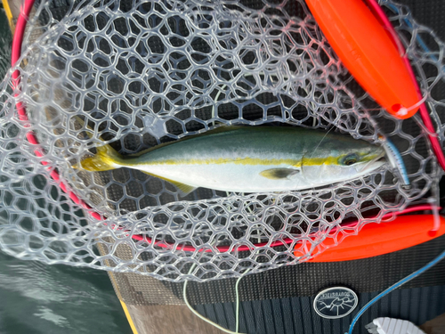 イナダの釣果