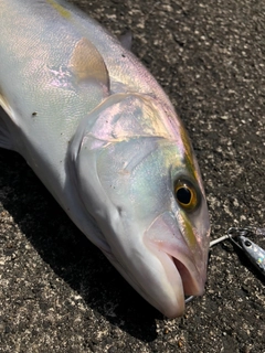 シオの釣果