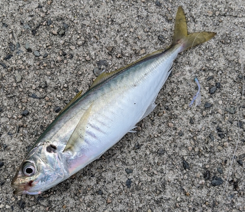 釣果