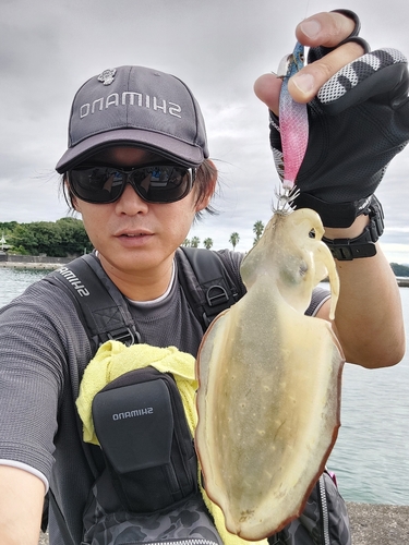 コウイカの釣果