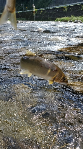 アユの釣果