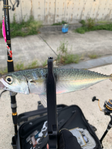 サバの釣果