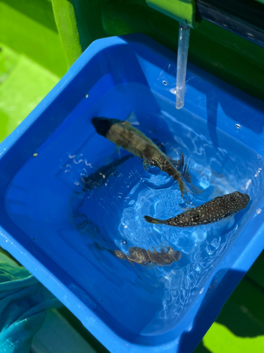 ショウサイフグの釣果