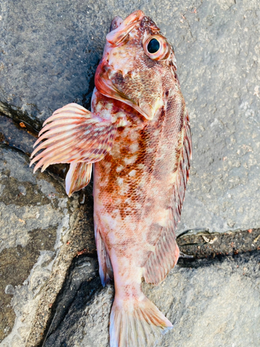 カサゴの釣果