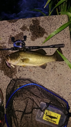 ブラックバスの釣果