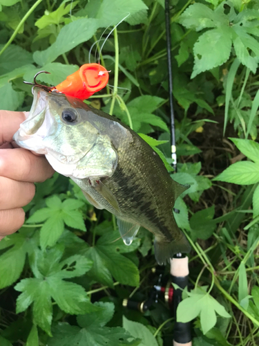 ラージマウスバスの釣果