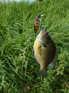 ブルーギルの釣果