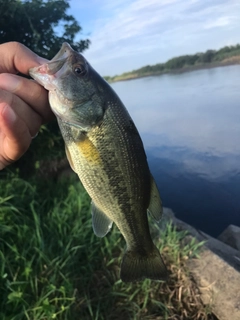 ラージマウスバスの釣果