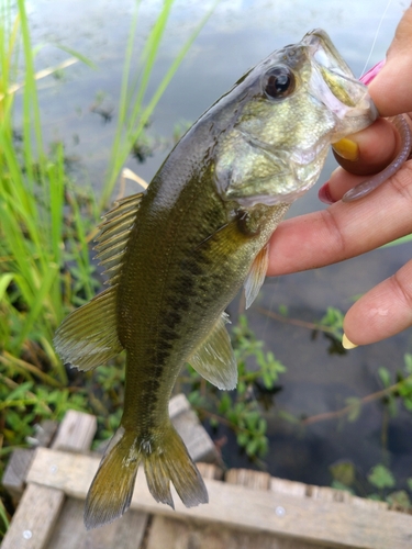 ブラックバスの釣果