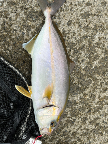 ショゴの釣果