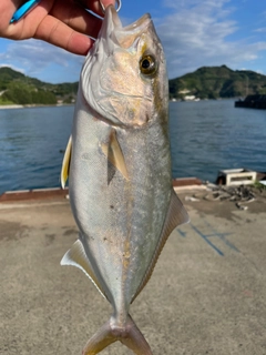 ネイリの釣果