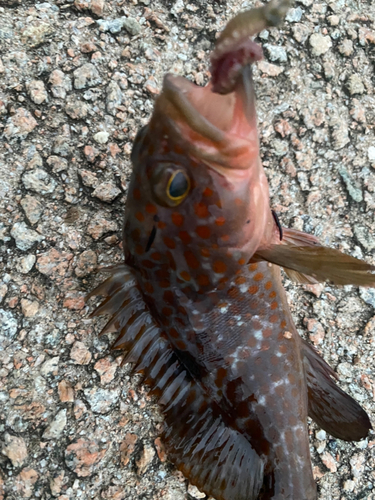 アコウの釣果