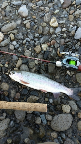 ニジマスの釣果