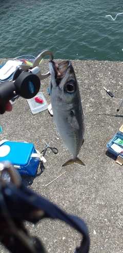 ゴマサバの釣果