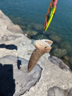 エソの釣果