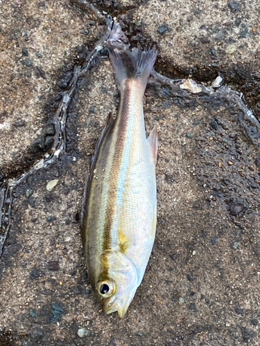 イサキの釣果