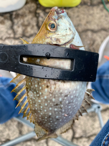 アイゴの釣果