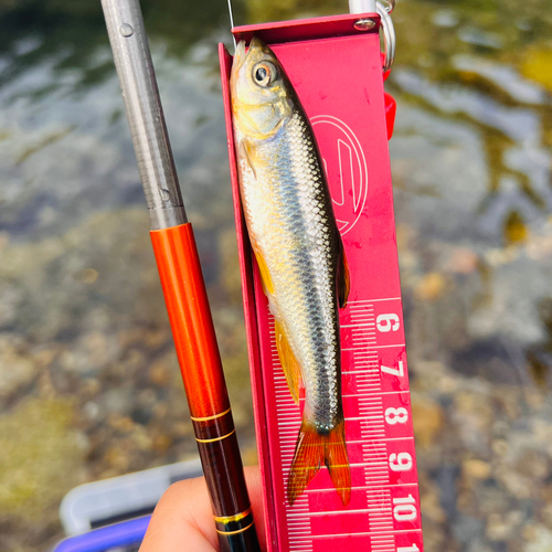 カワムツの釣果