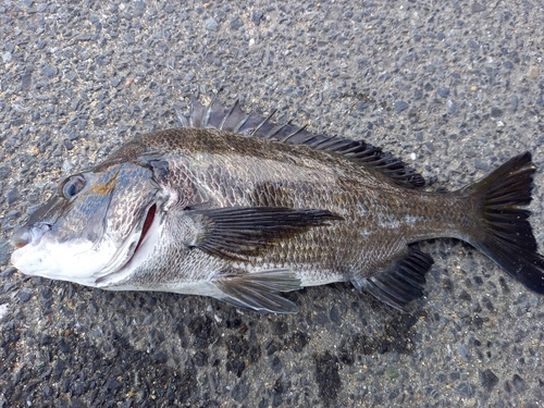 チヌの釣果