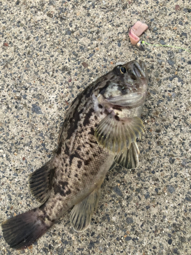 クロソイの釣果