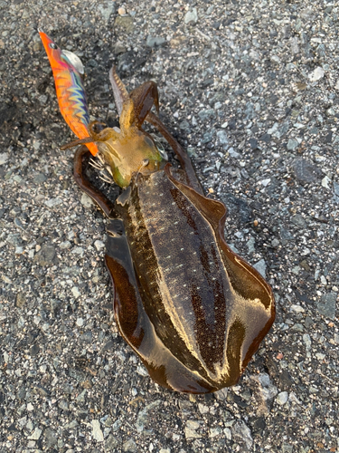 アオリイカの釣果