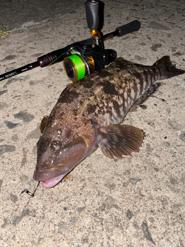 アブラコの釣果