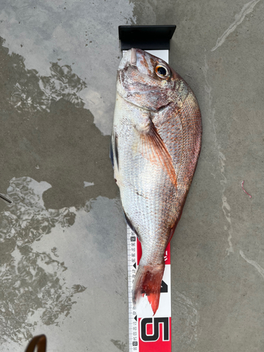 マダイの釣果