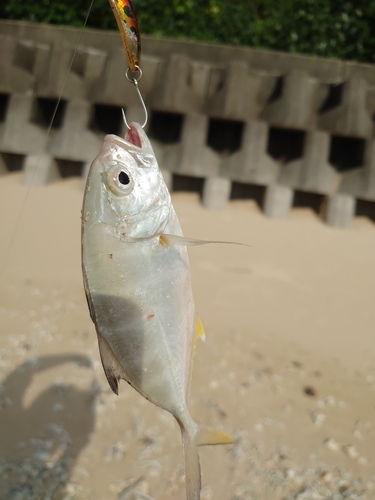 ガーラの釣果