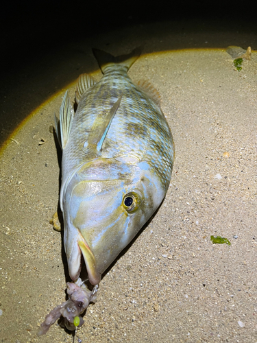 ハマフエフキの釣果